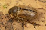 Summer Chafer - Amphimallon solstitiale 17-06-23.jpg