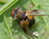 Ectophasia crassipennis 19-06-23.jpg