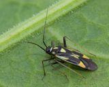 Grypocoris stysi 19-06-23.jpg