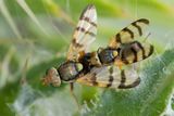 Picture-winged Fly - Urophora solstitialis 16-06-23 pair.jpg