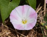 Field Bindweed - Convolvulus arvensis 22-06-23.jpg