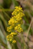 Ladys Bedstraw - Galium verum 22-06-23.jpg