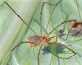 Harvestman - Platybunus triangularis 22-06-23.jpg