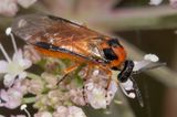 Sawfly - Athalia rosae.jpg