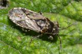 Nettle Groundbug - Heterogaster urticae 24-06-23.jpg