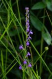 Heath Lobelia 25-06-23.jpg