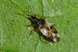 Common Flower Bug - Anthocoris nemorum 29-06-23.jpg