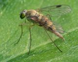 Little Snipefly - Chrysopilus asiliformis f 29-06-23.jpg