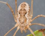 Harvestman - Phalangium opilio f 25-06-23.jpg