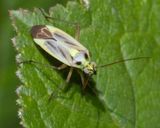 Stenotus binotatus 07-07-23.jpg