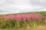 Week 27 - Rain Coming - Woodleigh Wood.jpg