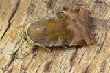 Lesser Broad-bordered Yellow Underwing - Noctua janthe 08-07-23.jpg