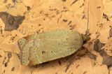 Lesser Yellow Underwing - Noctua comes 08-07-23.jpg