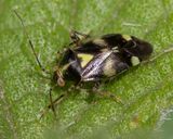 Liocoris tripustulatus 12-07-23.jpg