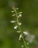 Enchanters Nightshade - Circaea lutetiana 12-07-23.jpg