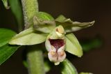 Broad-leaved Helleborine - Epipactis helleborine 12-07-23 closer.jpg