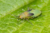 Plagiognathus arbustorum nymph stage 12-07-23.jpg