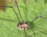 Harvestman - Leiobunum rotundum odd markings 12-07-23.jpg