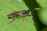 Sawfly - Tenthredo colon agg 16-07-23.jpg