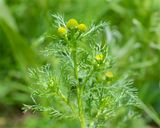 Pineappleweed - Matricaria discoidea 16-07-23.jpg