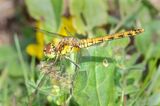 Common Darter - Sympetrum striolatum f 17-07-23.jpg