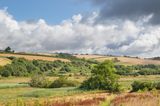 Week 29 - Devon  Wildlife Trust Reserve near Aveton Gifford.jpg