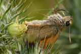 Week 29 - Misumena vatia f with Small Skipper.jpg