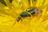 Week 29 - Xysticus sp with Swollen-thigh Beetle.jpg