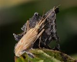 Miridius quadrivirgatus 20-07-23.jpg