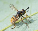 Conops quadrifasciatus 21-07-23.jpg
