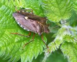 Red-legged Shieldbug - Pentatoma rufipes 21-07-23.jpg