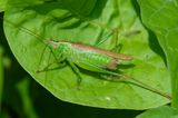 Long-winged Conehead m 25-07-23.jpg