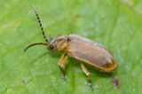 Willow Leaf Beetle - Lochmaea caprea 25-07-23.jpg