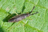 Heterotoma planicornis 25-07-23.jpg