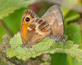 Gatekeeper - Pyronia tithonus pair.jpg