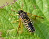 Sawfly - Abia sericea 29-07-23.jpg
