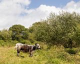 Week 30 - Andrews Wood.jpg
