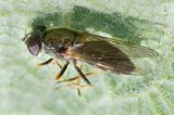 Cheilosia scutellata f 29-07-23.jpg