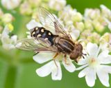 Anasimyia contracta f 04-08-23.jpg