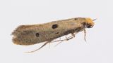 Micro Moth - Tinea trinotella 04-08-23.jpg