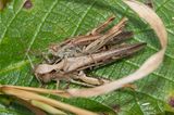 Field Grasshopper - Chorthippus brunneus pair 06-08-23.jpg