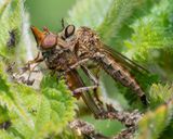 Brown Heath Robberfly - Machimus cingulatus f with Rhingia campestris 22-08-23.jpg