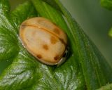 10 spot Ladybird - Adalia 10-punctata 22-08-23.jpg