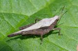 Slender Groundhopper - Tetrix subulata 22-08-23.jpg