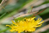 Long-winged Conehead - Conocephalus fuscus f 23-08-23.jpg
