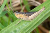 unid poss Field Grasshopper 30-08-23.jpg