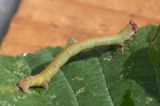 Peppered Moth - Biston betularia 13-09-23.jpg