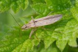 Field Damsel Bug - Nabis ferus 25-09-23.jpg