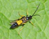 Ichneumon sp 25-09-23.jpg