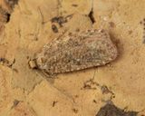 Agonopterix heracliana covered in mites 29-09-23.jpg